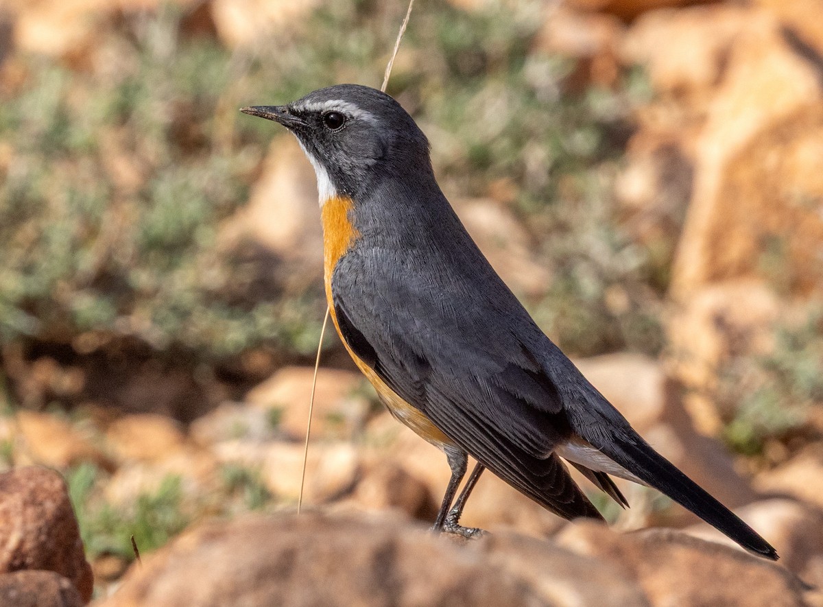White-throated Robin - ML641968134