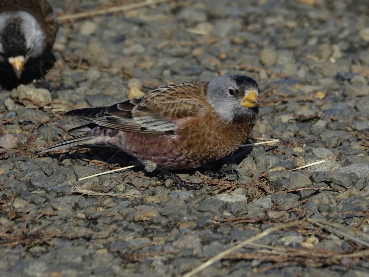 Gray-crowned Rosy-Finch - ML641968143