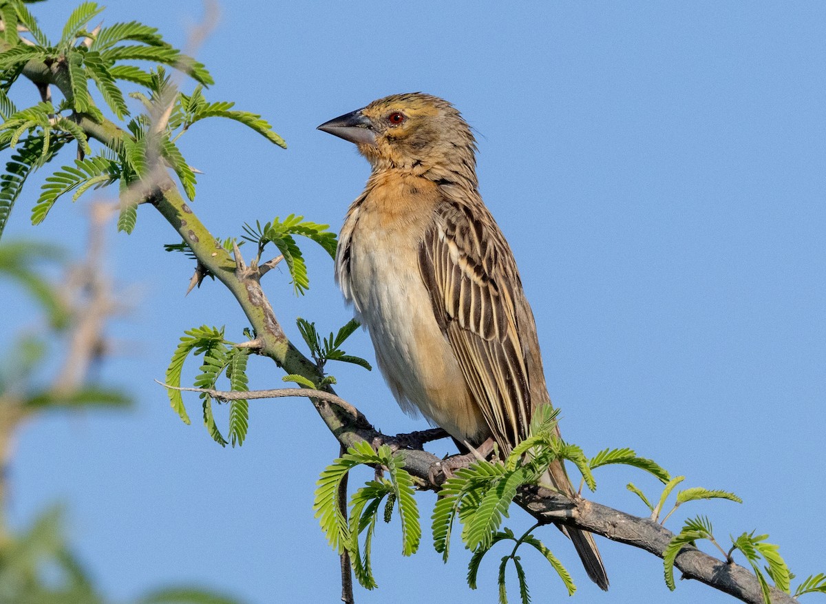 Chestnut Weaver - ML641968149