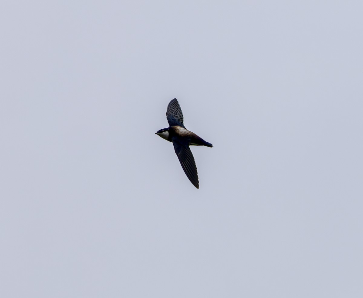 White-throated Needletail - ML641968152