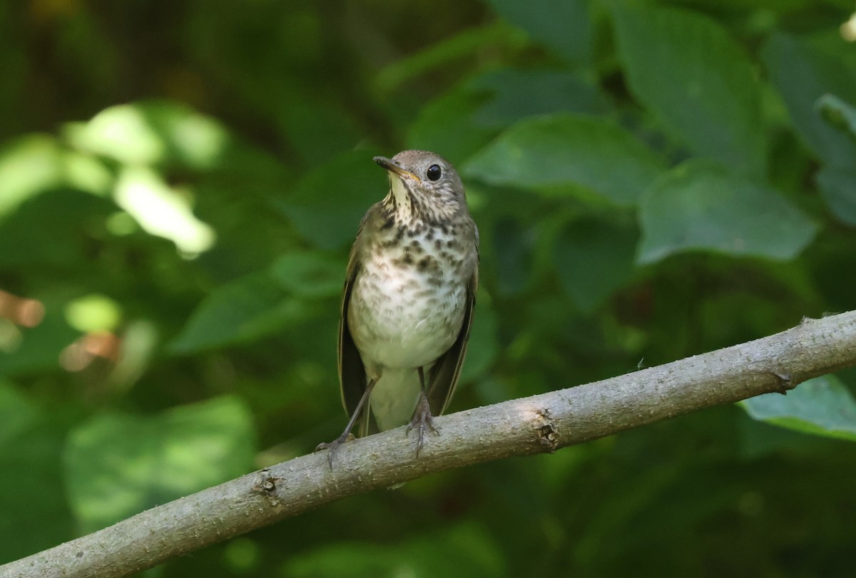 Gray-cheeked Thrush - ML641968193