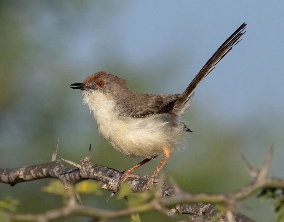 Red-fronted Prinia - ML641968245