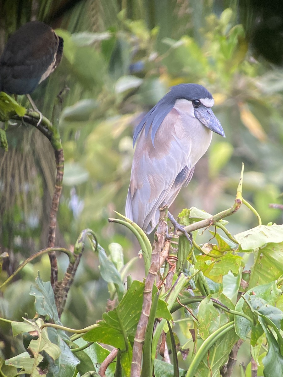 Boat-billed Heron - ML641968261