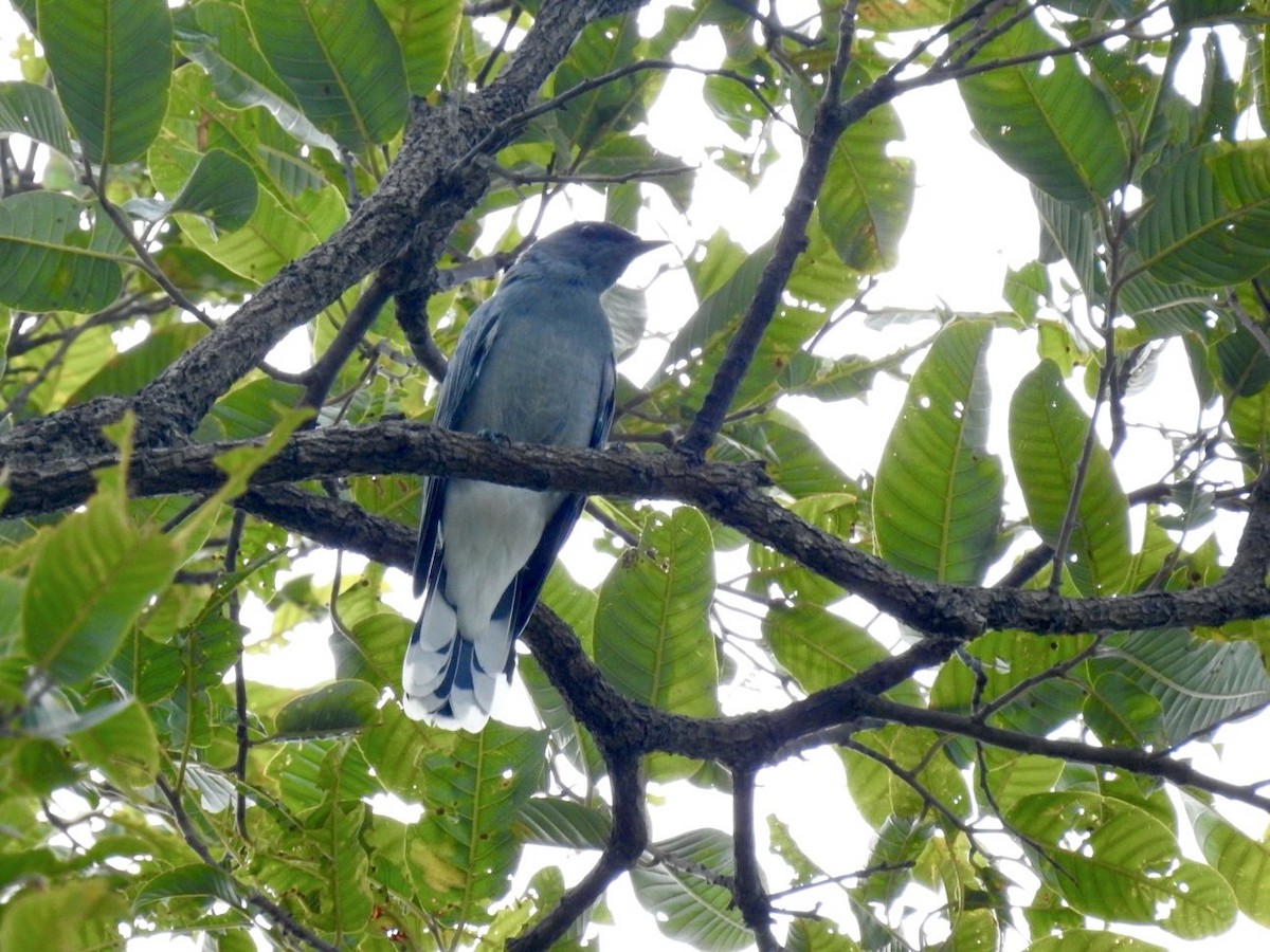 Indochinese Cuckooshrike - ML641968266