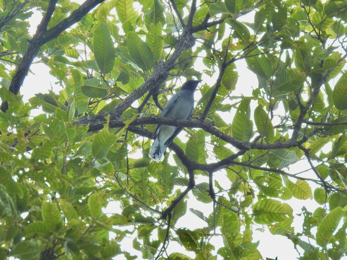 Indochinese Cuckooshrike - ML641968267