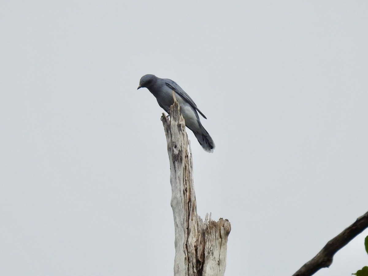 Indochinese Cuckooshrike - ML641968268