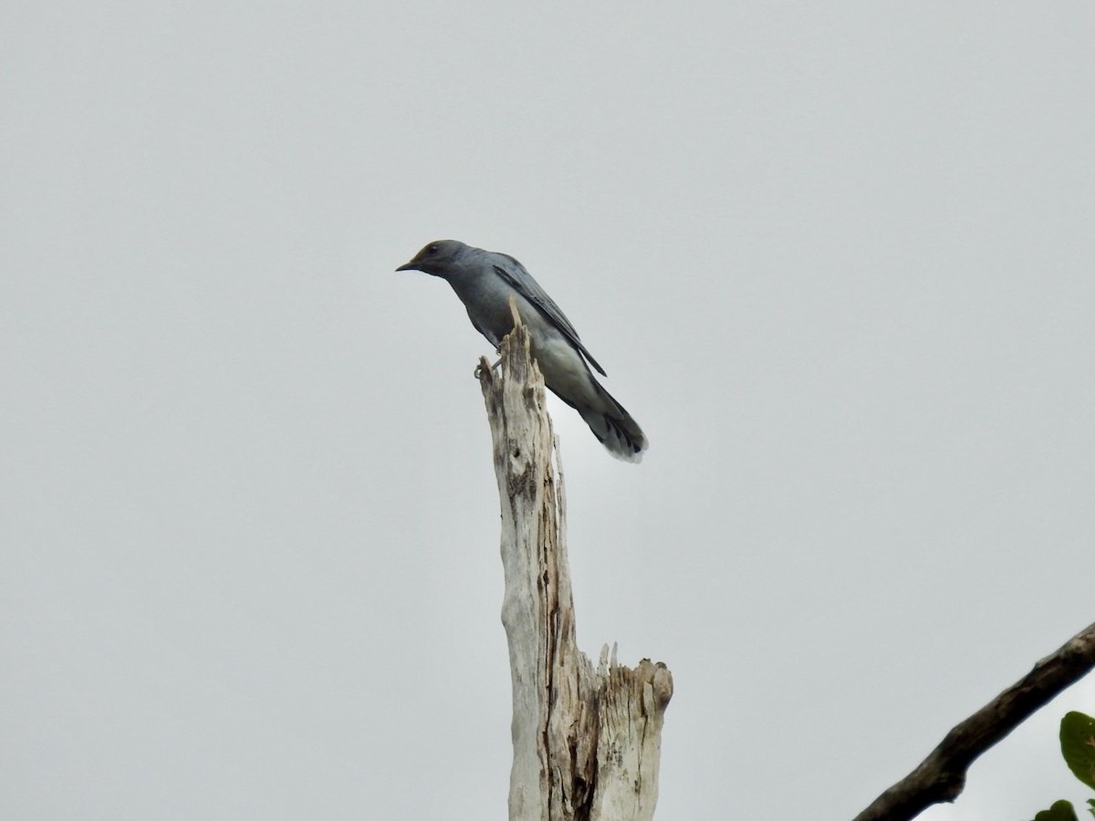 Indochinese Cuckooshrike - ML641968269