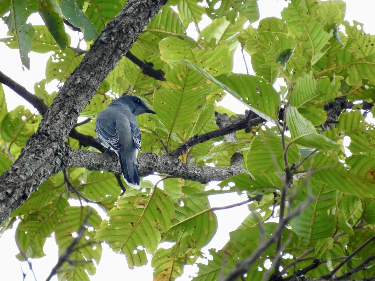 Indochinese Cuckooshrike - ML641968270