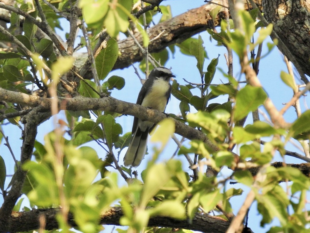 White-browed Fantail - ML641968284