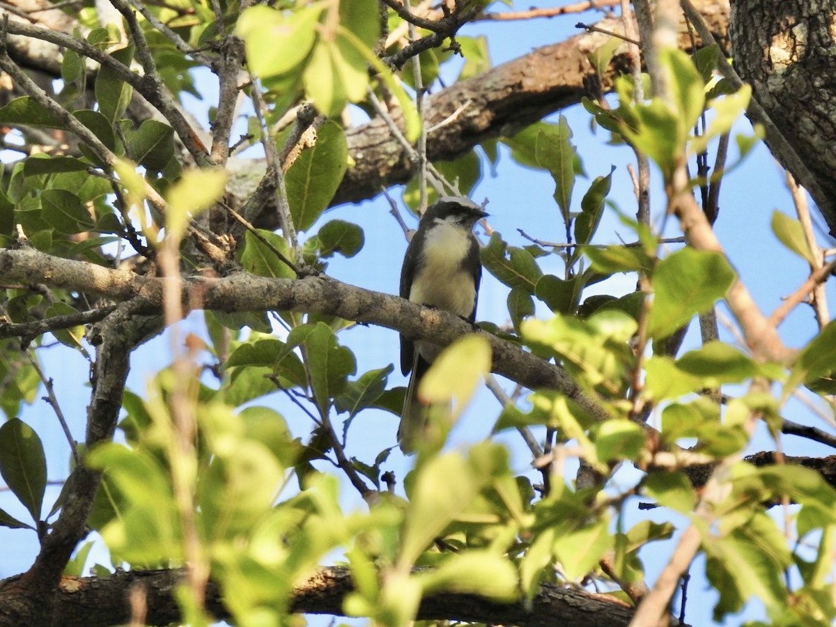 White-browed Fantail - ML641968285