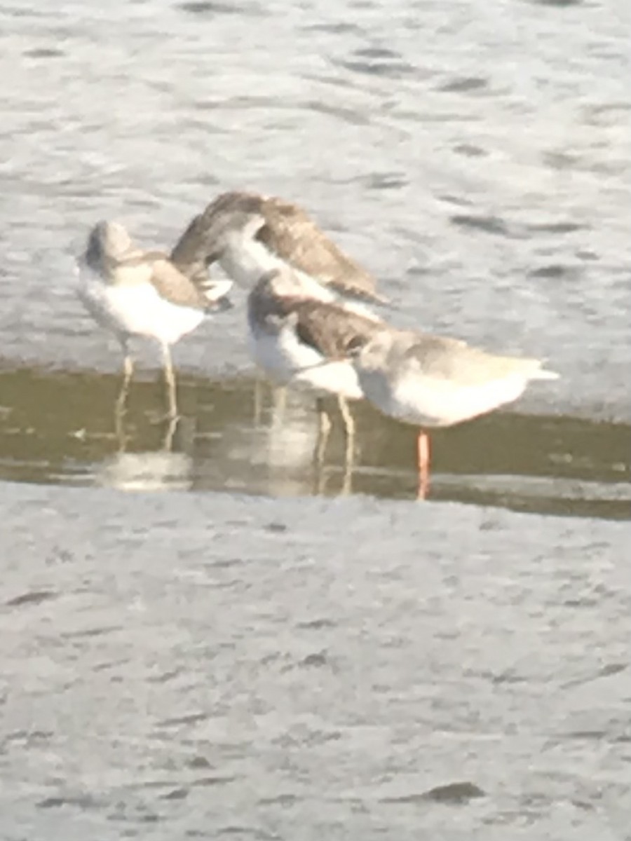 Spotted Redshank - ML641968311