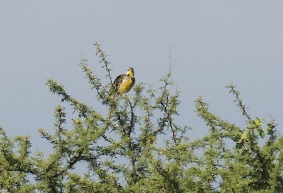 Chihuahuan Meadowlark - ML641968316