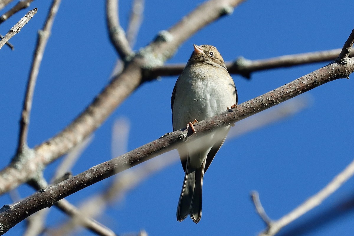 Chipping Sparrow - ML641968322