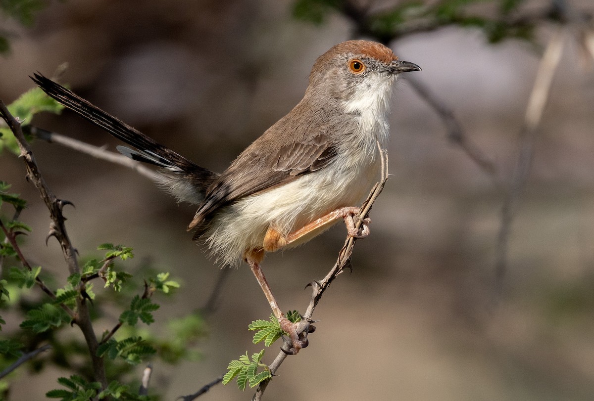 Red-fronted Prinia - ML641968328