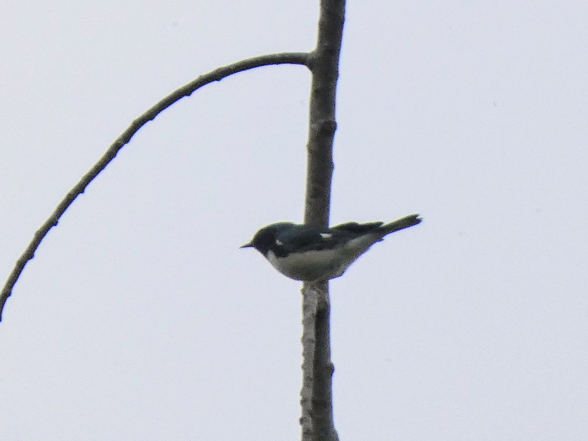 Black-throated Blue Warbler - ML641968329