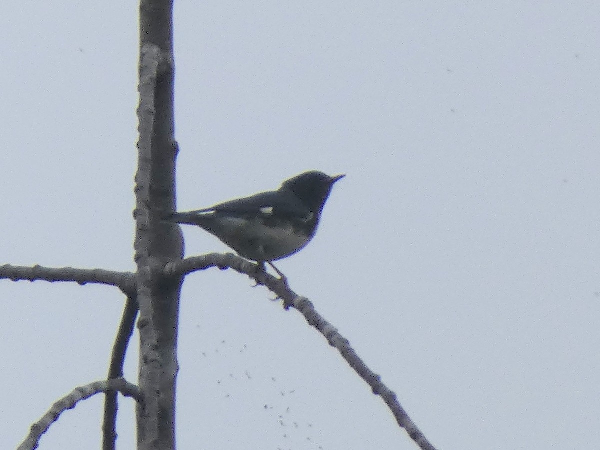 Black-throated Blue Warbler - ML641968330
