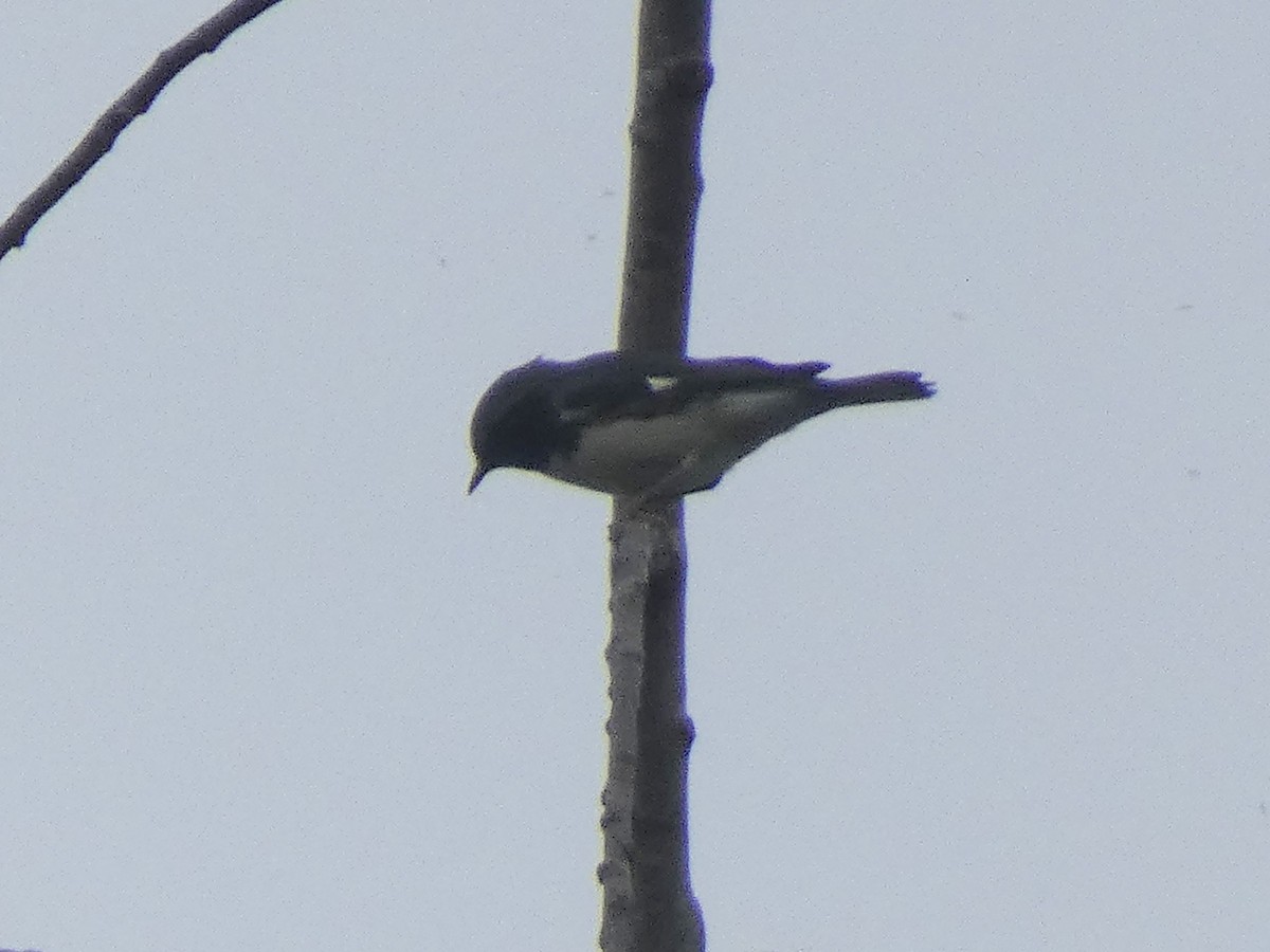 Black-throated Blue Warbler - ML641968331