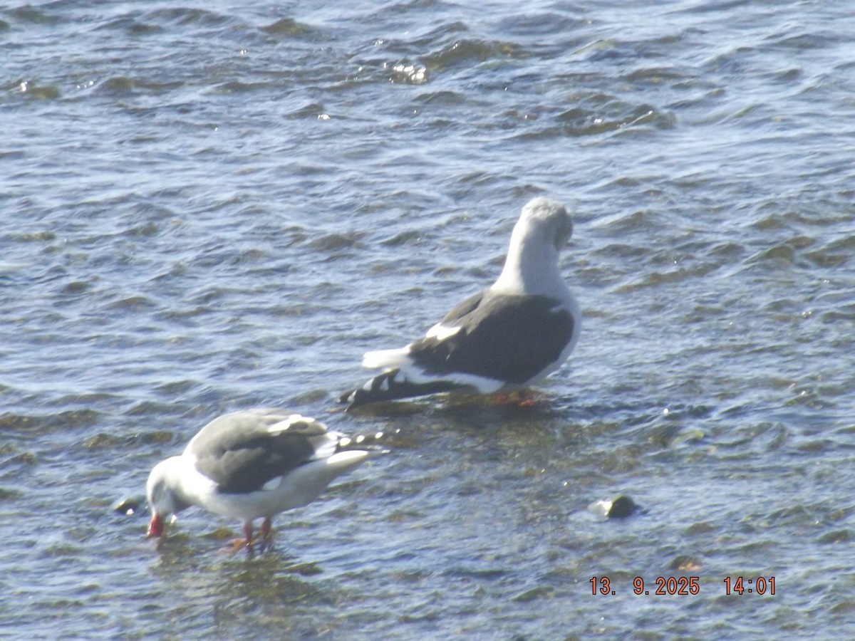 Dolphin Gull - ML641968334