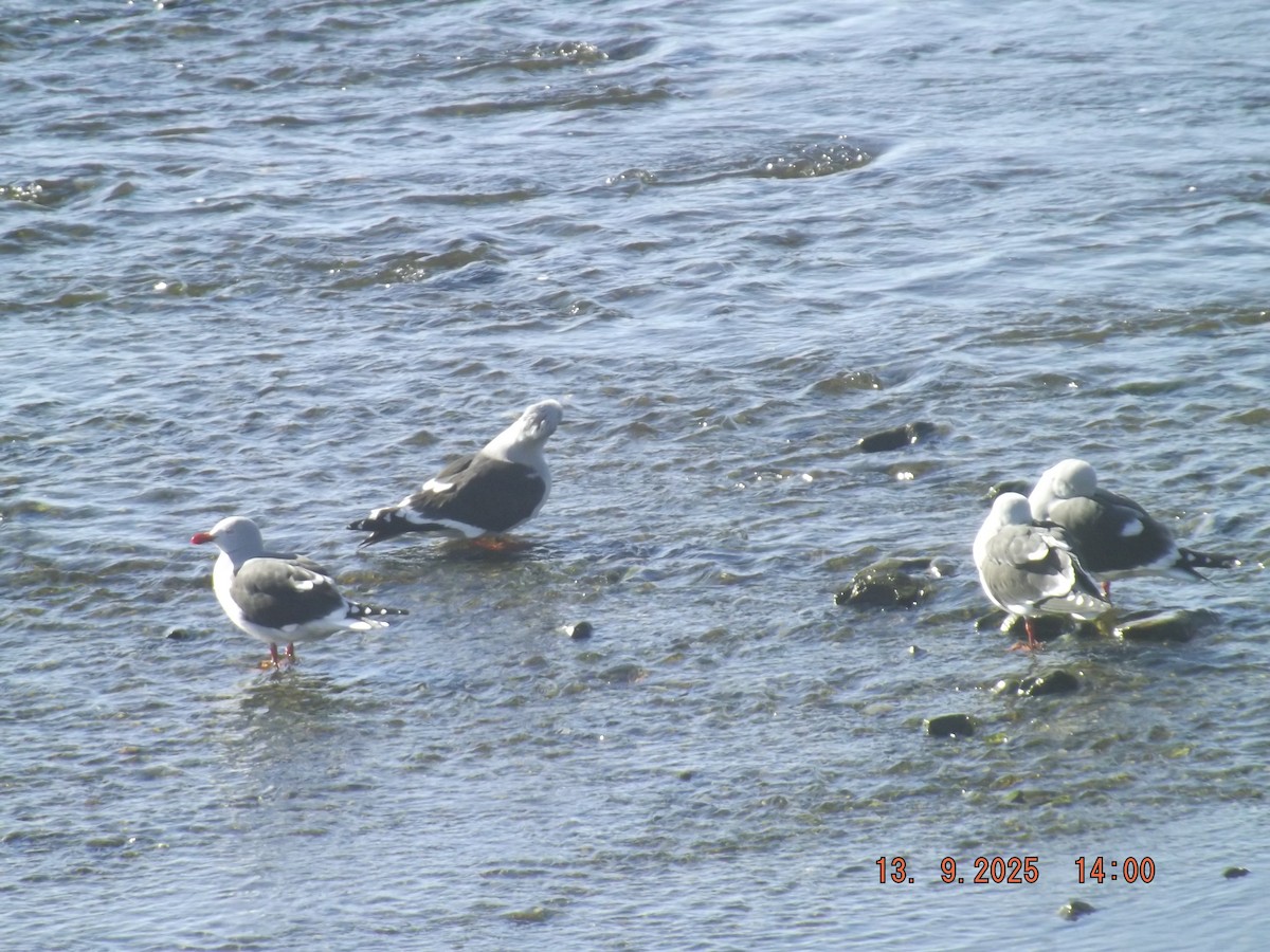 Dolphin Gull - ML641968336