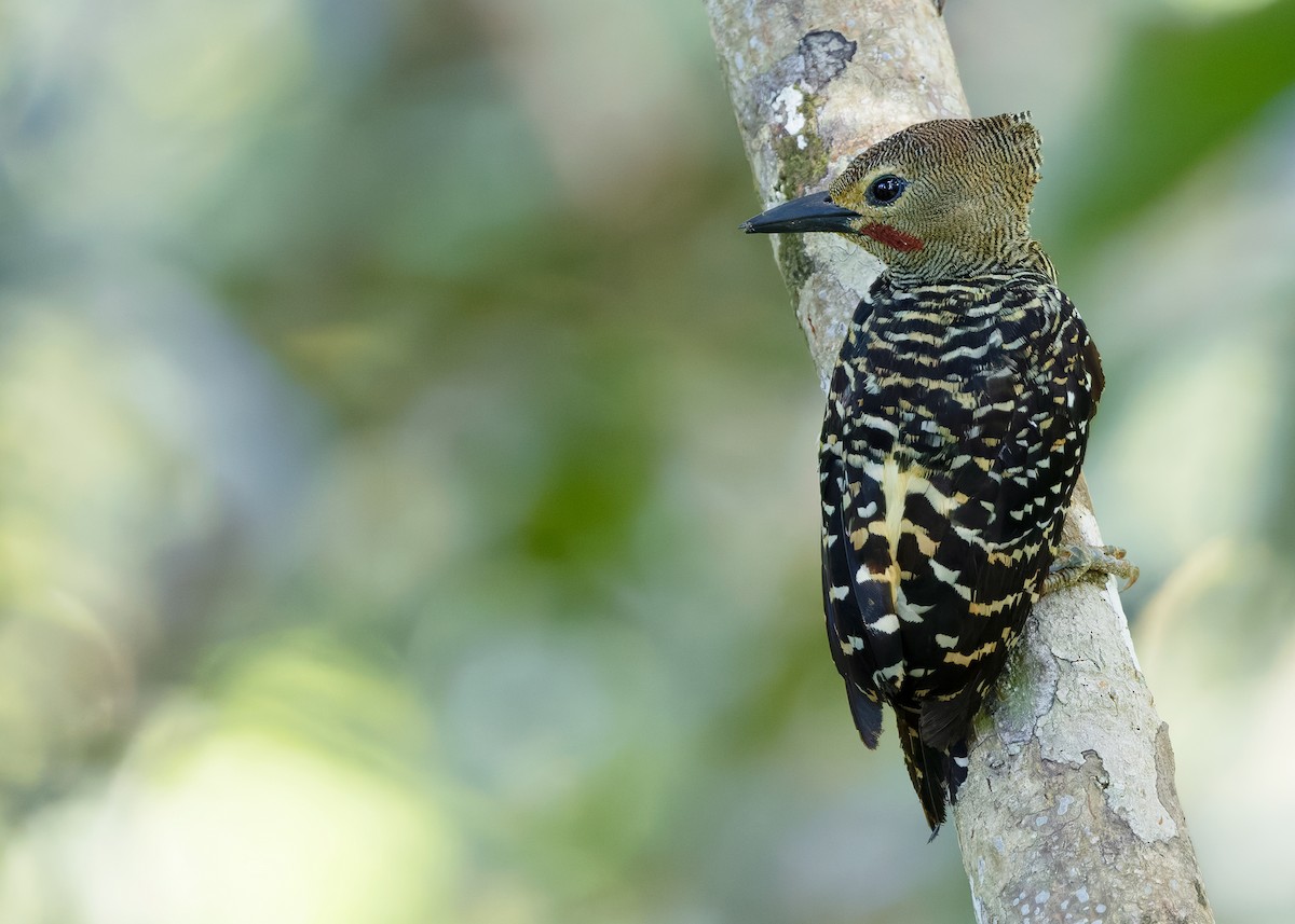 Buff-rumped Woodpecker - ML641968353