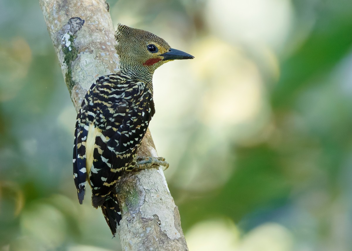 Buff-rumped Woodpecker - ML641968354