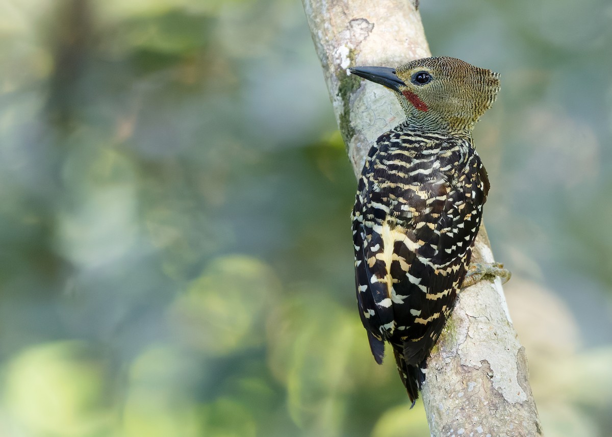Buff-rumped Woodpecker - ML641968355
