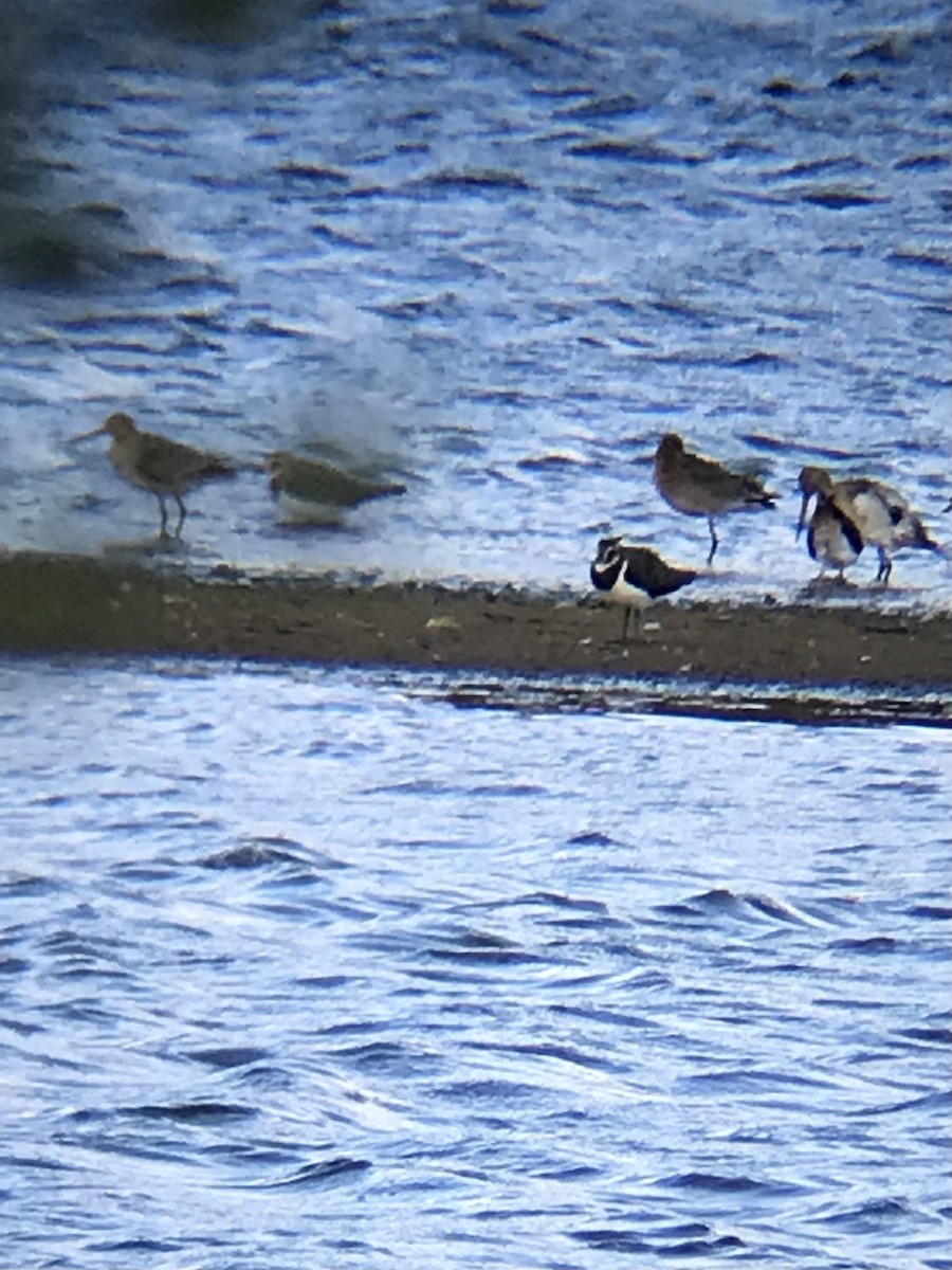 Black-tailed Godwit - ML641968356