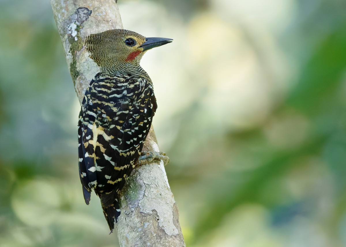 Buff-rumped Woodpecker - ML641968357