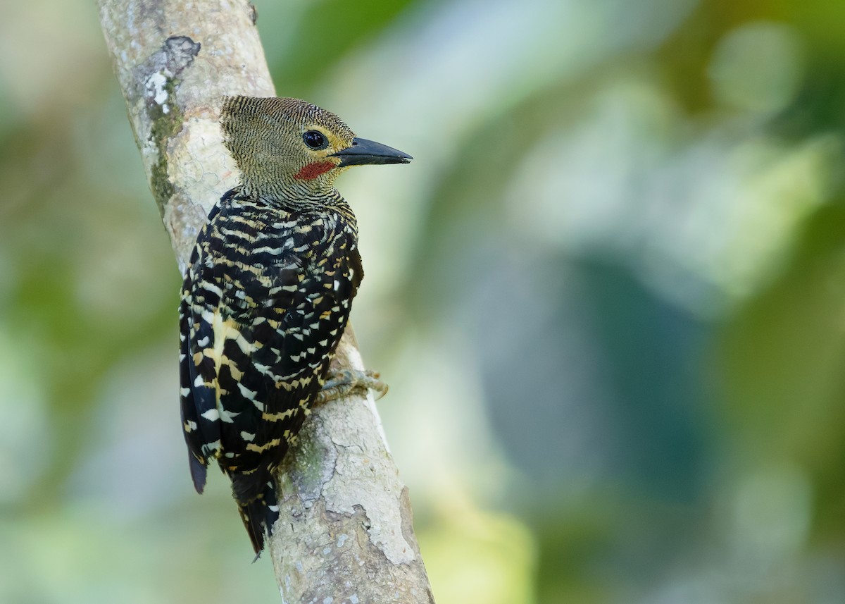 Buff-rumped Woodpecker - ML641968358