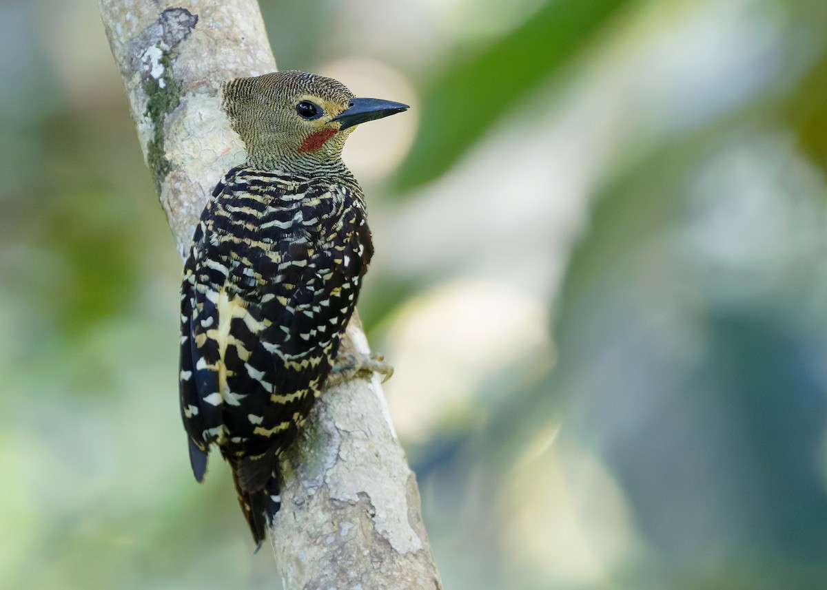 Buff-rumped Woodpecker - ML641968359