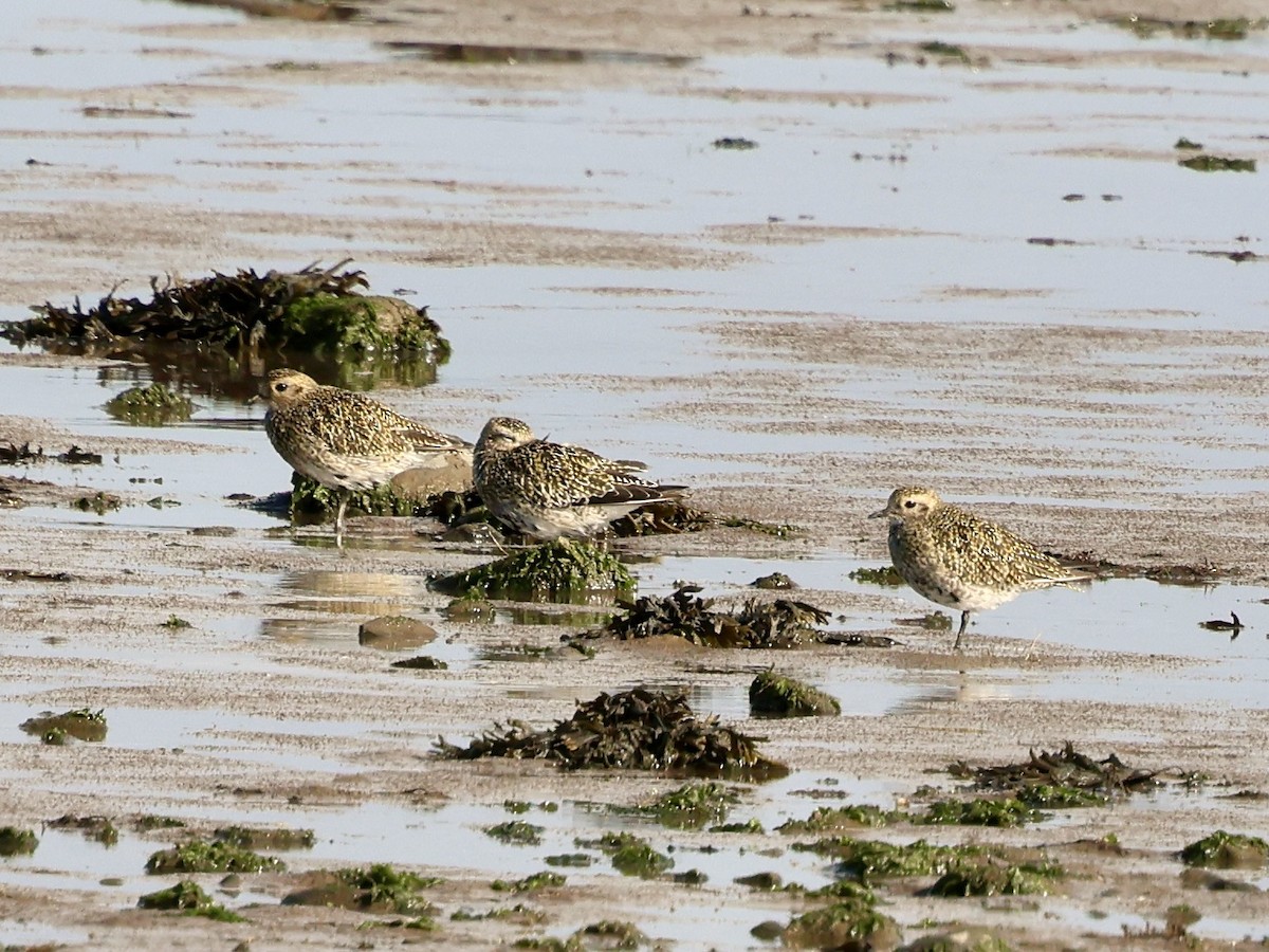European Golden-Plover - ML641968370