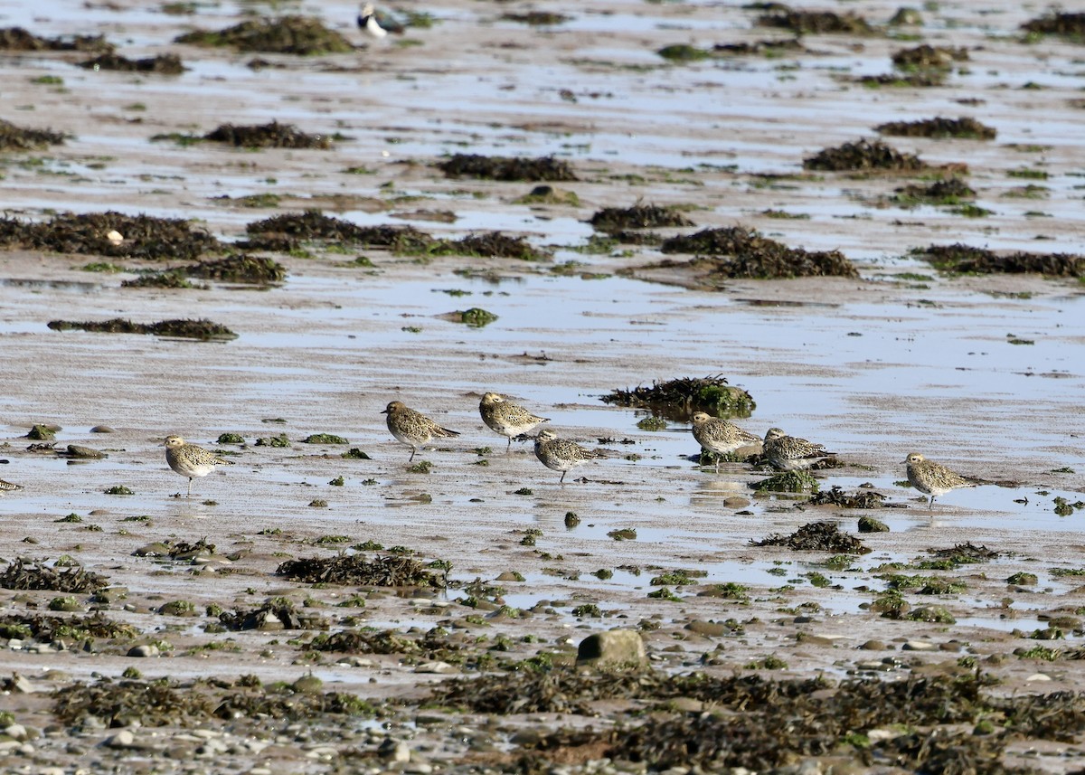 European Golden-Plover - ML641968373