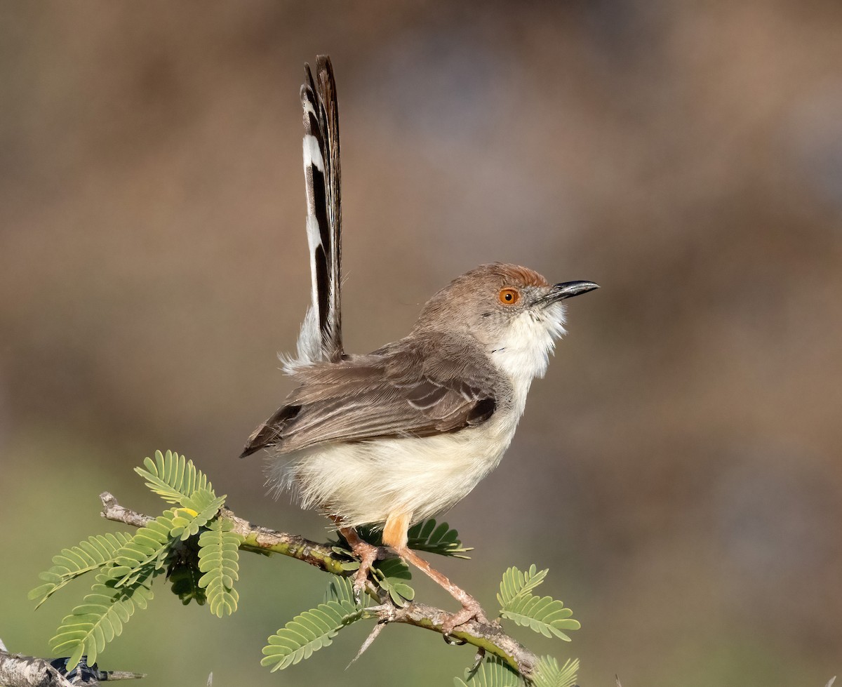 Red-fronted Prinia - ML641968375