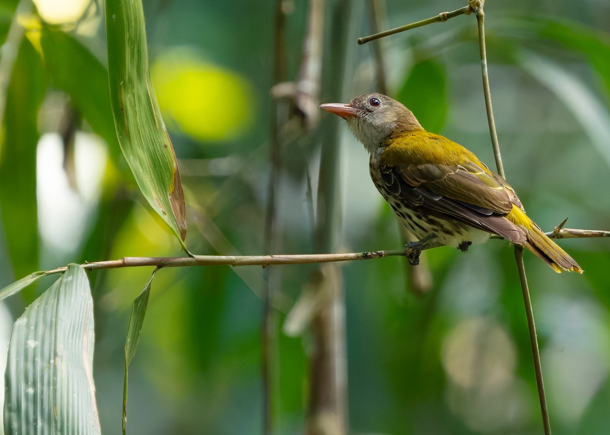 Ventriloquial Oriole - ML641968381