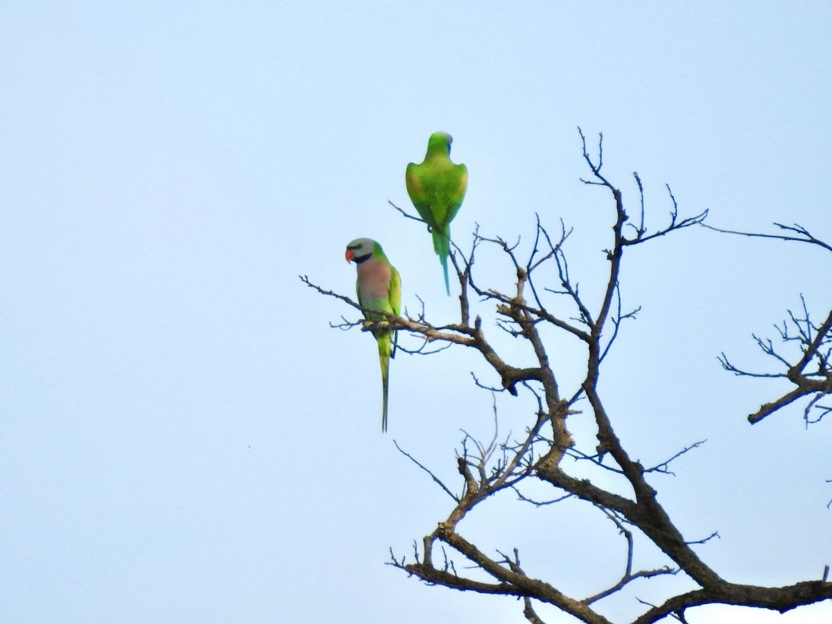Red-breasted Parakeet - ML641968387