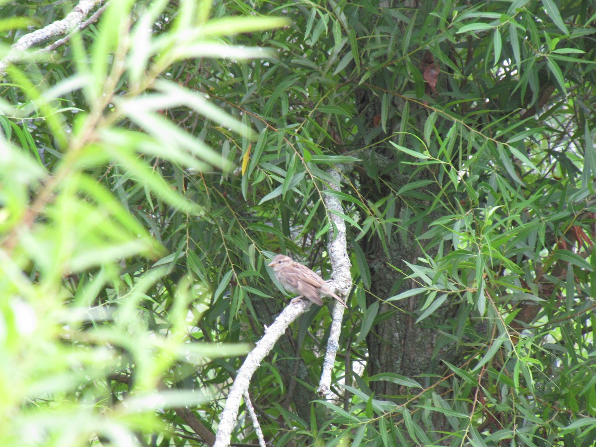 Field Sparrow - ML641968396