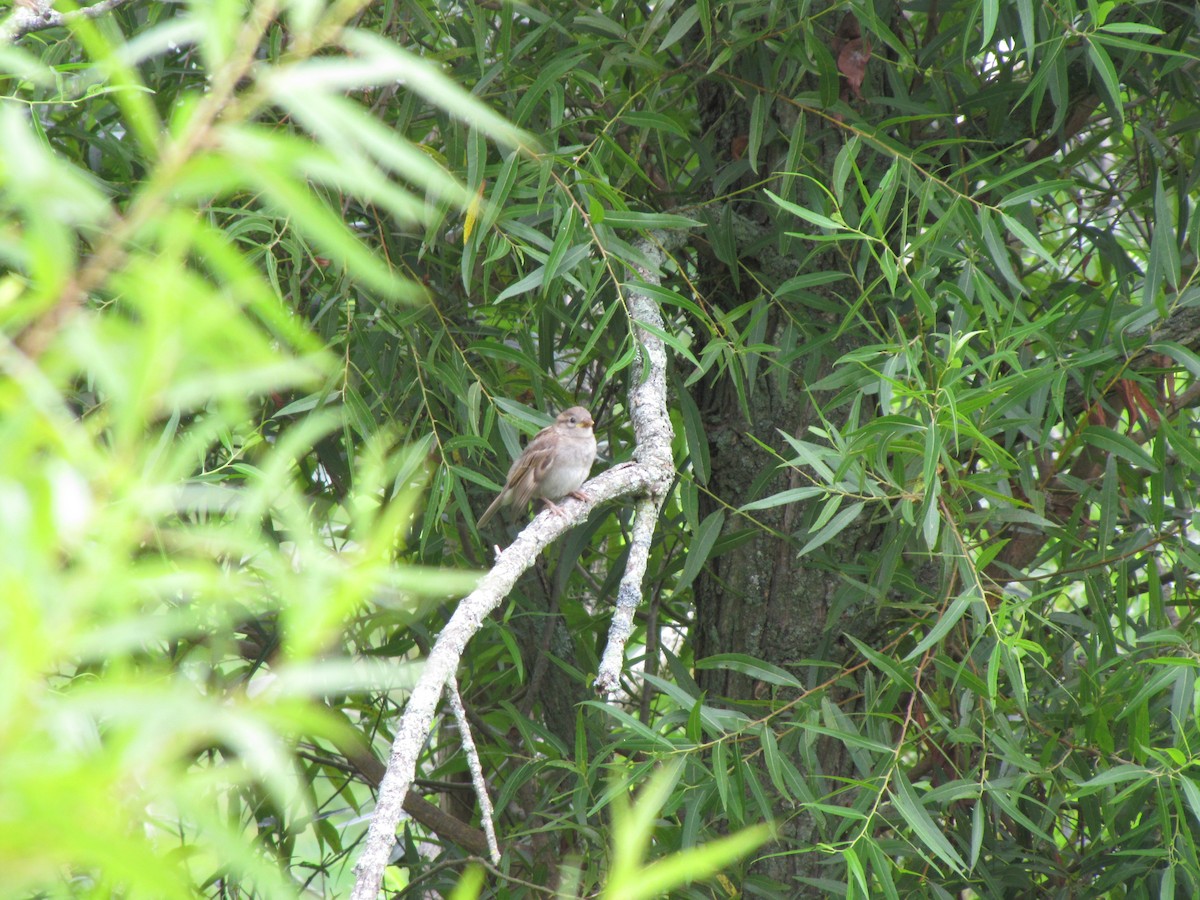 Field Sparrow - ML641968399