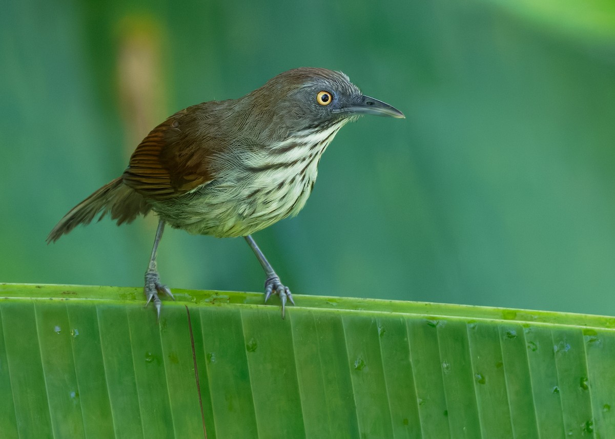 Bold-striped Tit-Babbler (Bold-striped) - ML641968407