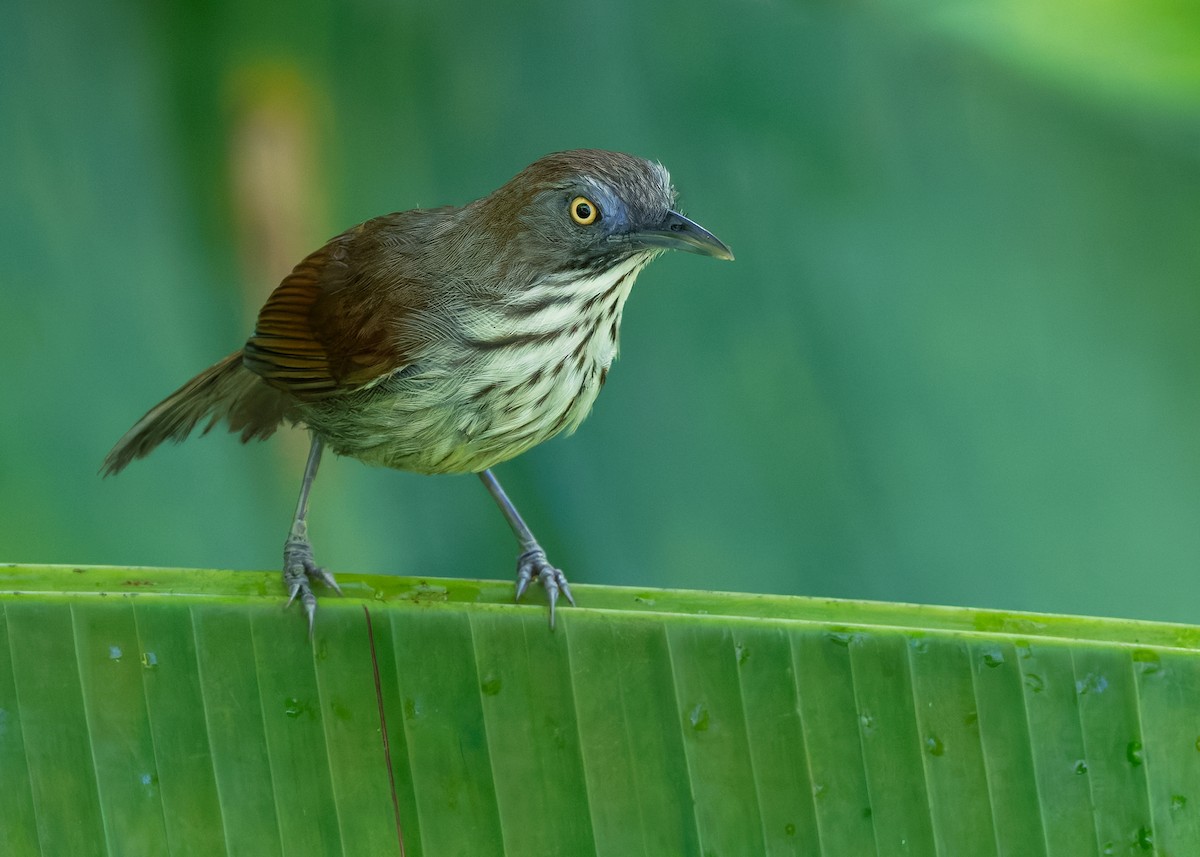 Bold-striped Tit-Babbler (Bold-striped) - ML641968408