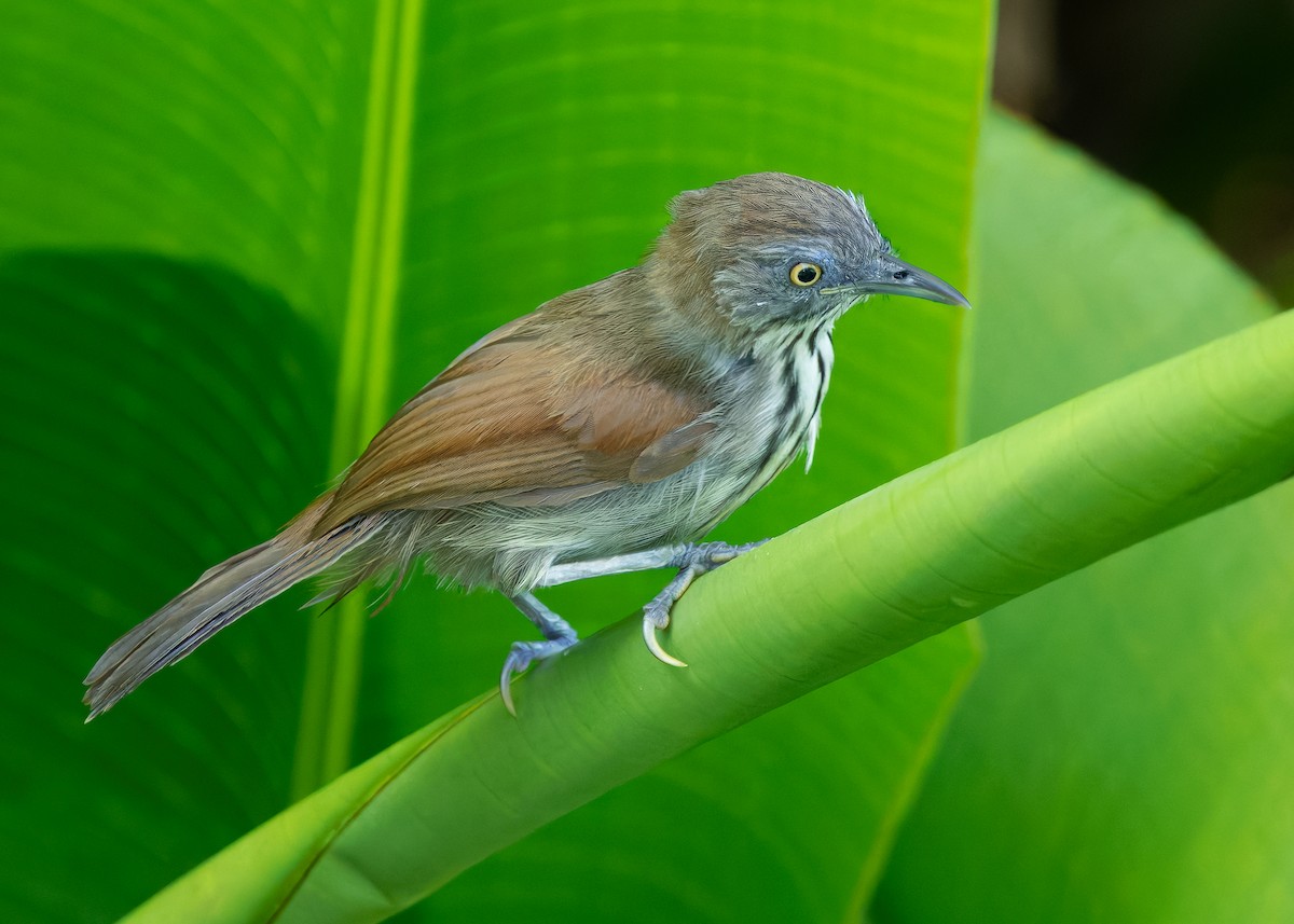 Bold-striped Tit-Babbler (Bold-striped) - ML641968409