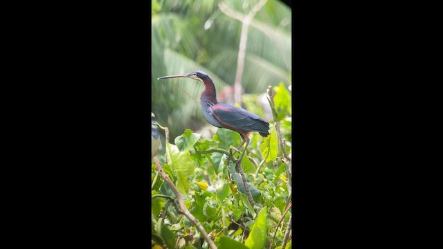 アカハラサギ - ML641968413