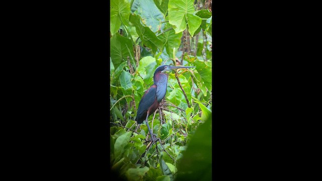 アカハラサギ - ML641968414