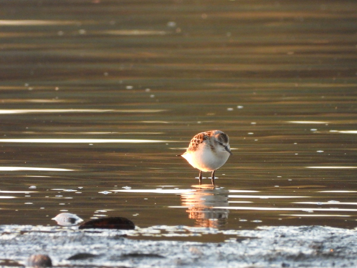 Little Stint - ML641968423