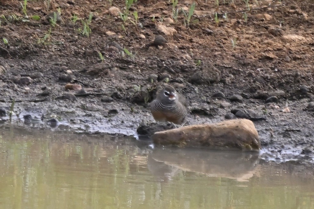Quailfinch - ML641968426