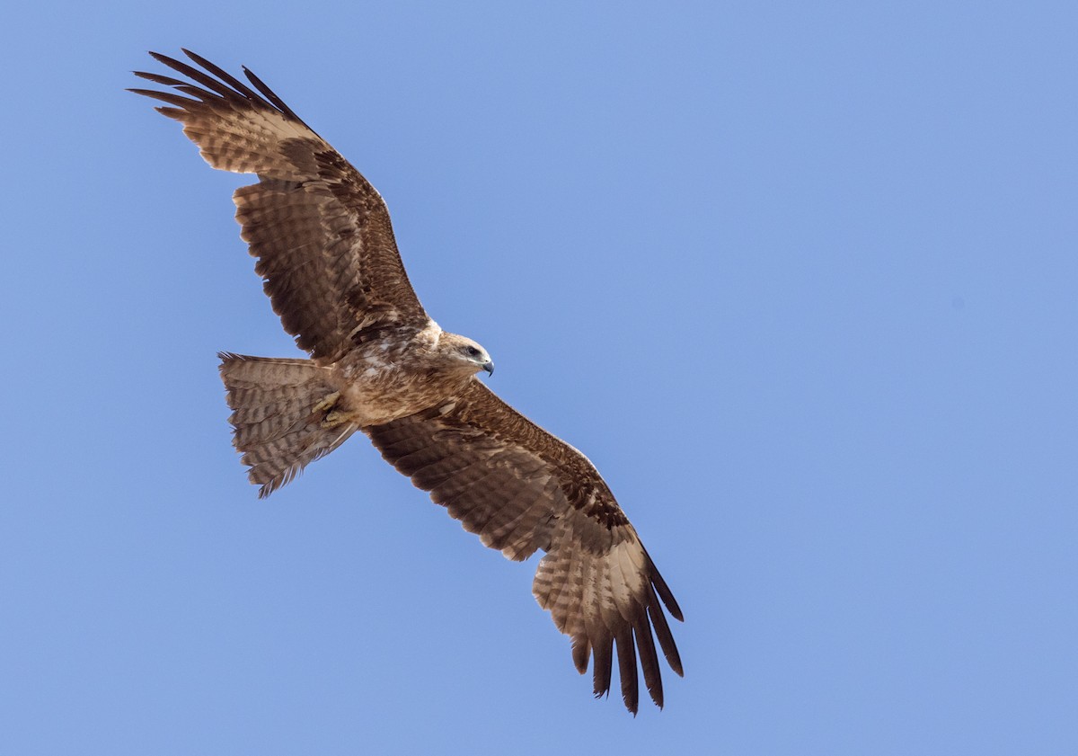 Black Kite - ML641968427