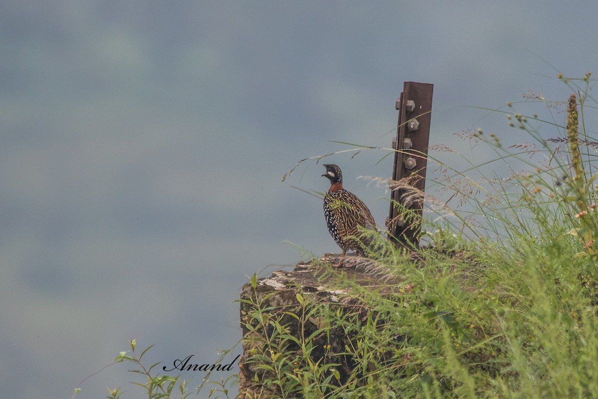 Black Francolin - ML641968430