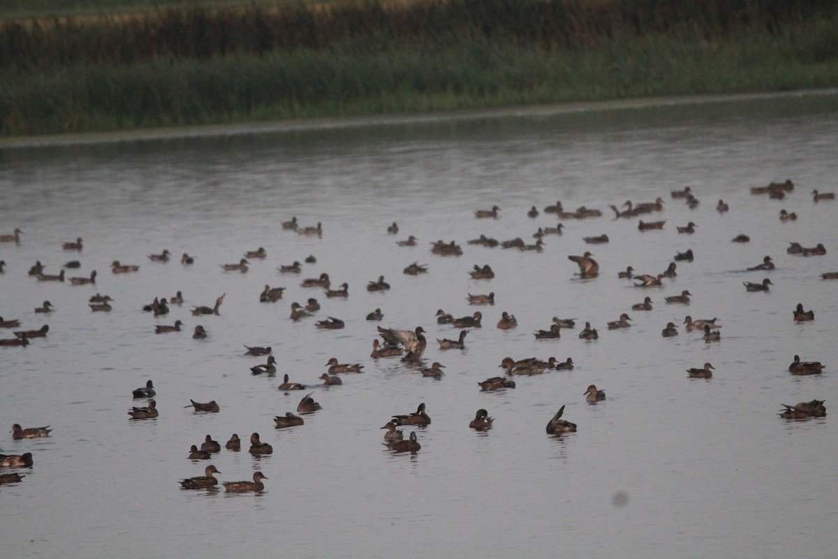 American Wigeon - ML641968435