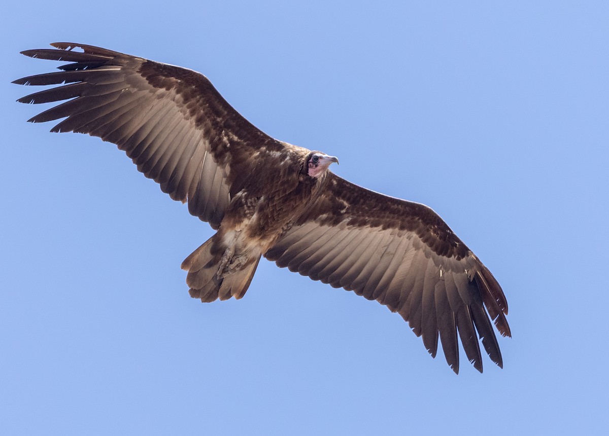 Hooded Vulture - ML641968444