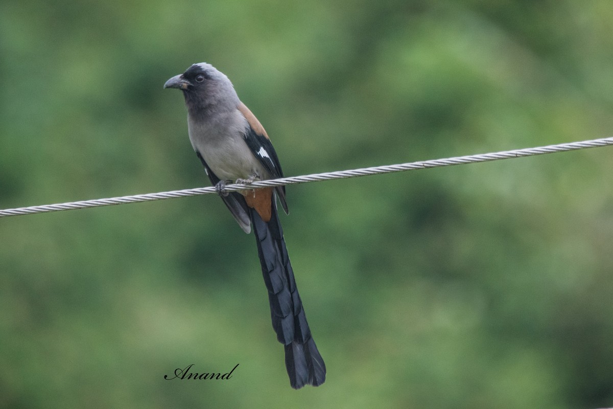 Gray Treepie - ML641968447