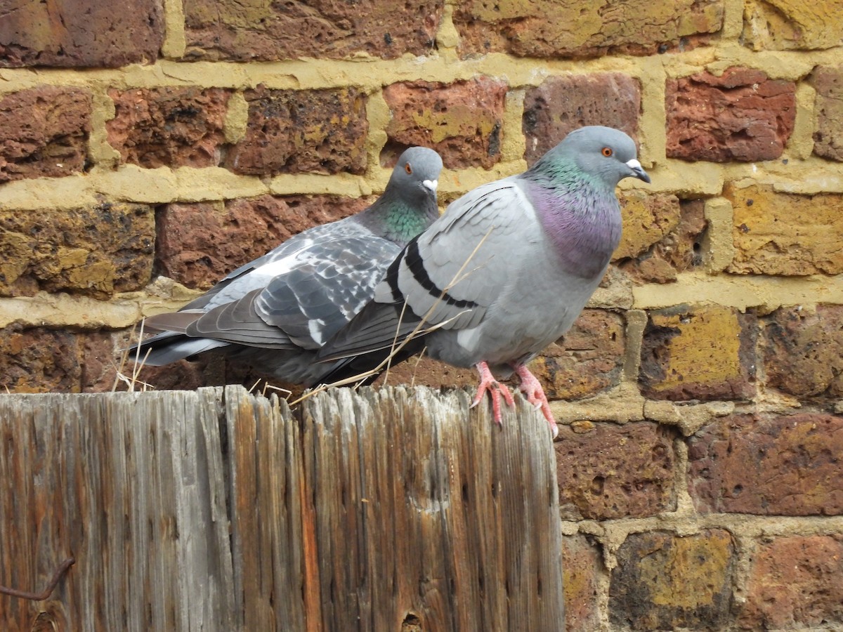 Rock Pigeon (Feral Pigeon) - ML641968458